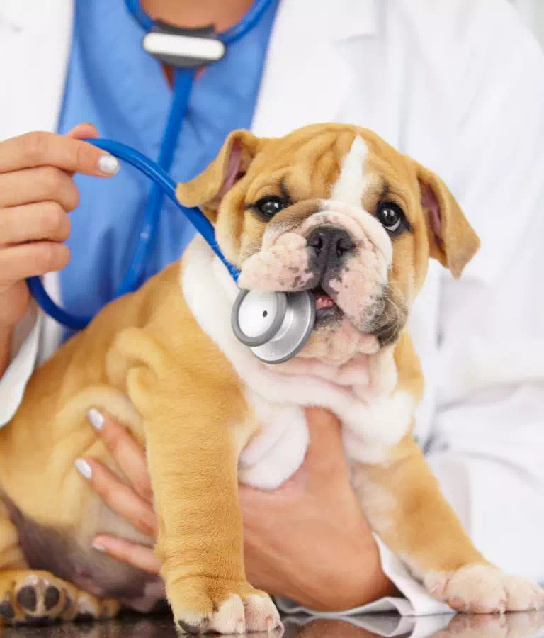 pies i niebieski stetoskop